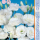 Seeds of Lisianthus Russell Echo F1 Pur White 5pcs