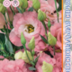 Seeds Lisianthus Russell Echo F1 Champagne 5pcs
