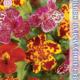 Mimulus Mystic F1 Sherry Trifle