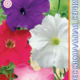 Seeds Petunia Eagle F1 10pcs