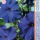 Seeds Petunia Eagle F1 Blue 10pcs