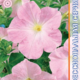 Seeds Petunia Eagle F1 Pastel Pink 10pcs