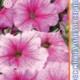 Seeds Petunia Eagle F1 Pink Wayne 10pcs