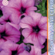 Petunia Eagle F1 Plum Vein