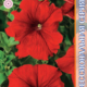 Seeds Petunia Eagle F1 Red 10pcs