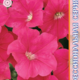 Seeds Petunia Eagle F1 Rose 10pcs