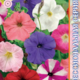 Seeds Petunia Merlin F1 10pcs