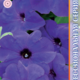 Seeds Petunia Merlin F1 Blue 10pcs