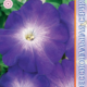 Seeds Petunia Merlin F1 Blue Morn 10pcs