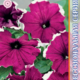 Seeds Petunia Merlin F1 Burgundy Pikoti 10pcs