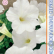 Petunia Merlin F1 White