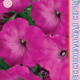 Seeds Petunia Merlin F1 Magenta 10pcs