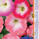 Seeds Petunia Merlin F1 Morn 10pcs