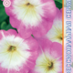 Seeds Petunia Merlin F1 Pink Morn 10pcs