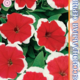 Seeds Petunia Merlin F1 Red Pikoti 10pcs