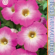 Seeds Petunia Merlin F1 Rose Morn 10pcs