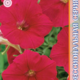 Petunia Merlin F1 Cherry Rose