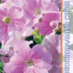 Petunia Falcon F1 Blush Pink