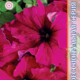 Seeds Petunia Falcon F1 Burgundy 10pcs