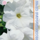 Seeds Petunia Falcon F1 White 10pcs