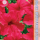 Seeds Petunia Falcon F1 Deep rose 10pcs