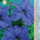 Seeds Petunia Falcon F1 Mid Blue 10pcs