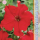 Seeds Petunia Falcon F1 Red 10pcs