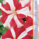 Seeds Petunia Falcon F1 Red and White 10pcs