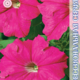 Seeds Petunia Falcon F1 Rose 10pcs