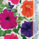 Seeds Petunia Hulahup F1 10pcs