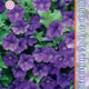 Seeds Petunia Explorer F1 Blue 5pcs