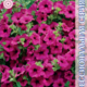 Seeds Petunia Explorer F1 Magenta 5pcs