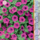 Seeds Petunia Explorer F1 Pepl 5pcs