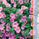 Seeds Petunia Explorer F1 Pink 5pcs