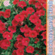 Petunia seeds Explorer F1 Scarlet 5pcs