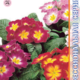 Seeds Primula Danova F1 Meteor 5pcs