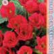 Seeds Primula Rosanna F1 Scarlet 5pcs