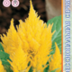 Celosia seeds Kimono Yellow 15pcs