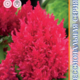 Celosia Seeds Kimono Cherry Red 15pcs