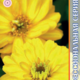 Zinnia seeds Profusion Double Yellow 5pcs