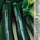 Zucchini Black handsome seeds 6pcs