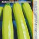 Zucchini Iskander F1 seeds 5pcs