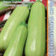 Zucchini seeds grade Scilli F1