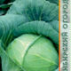 White cabbage Belarusian 455 seeds 0.3g