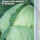 White cabbage Arrivist F1 seeds 15pcs