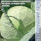 White cabbage Bucharest F1 seeds 15pcs
