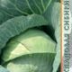 White cabbage Florin seeds 0.3g