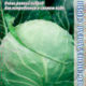 White cabbage Green flash F1 seeds 15pcs