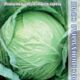 White cabbage Menzania F1 seeds 15pcs