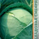 White cabbage Nadezhda seeds 0.3g